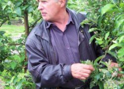 Януш Габрисяк демонструє результат хімічного проріджування зав'язі яблуні